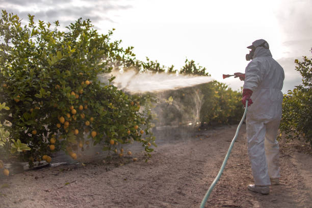 Best Bed Bug Extermination  in Hannibal, MO
