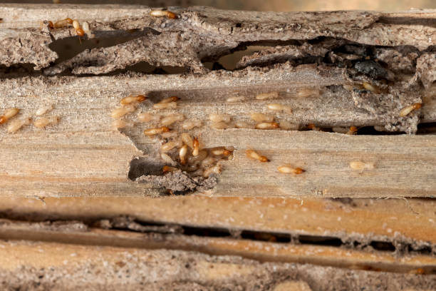 Best Affordable Pest Control Services  in Hannibal, MO